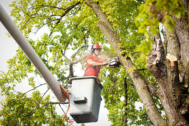 Tree Removal for Businesses in Bertsch Oceanview, CA